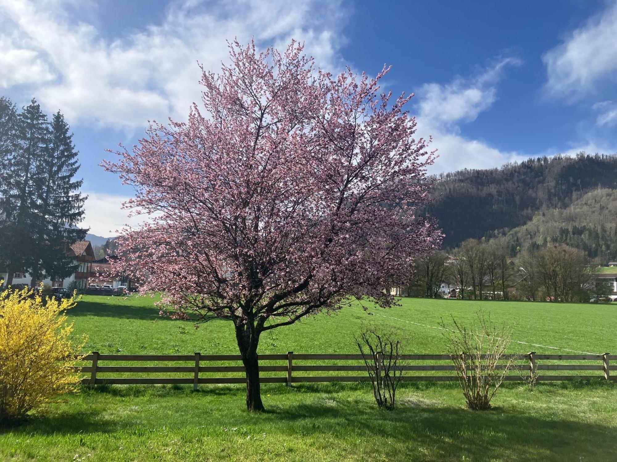 Open Garden Mountain Lodge Oberaudorf Exteriör bild